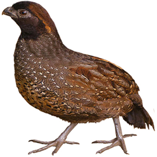 Gorgeted Wood Quail